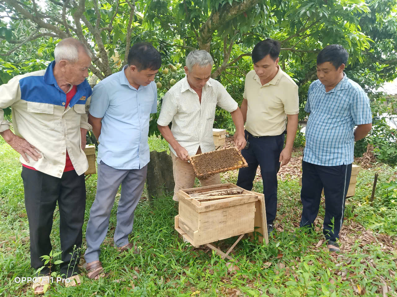 Mùa con ong làm mật